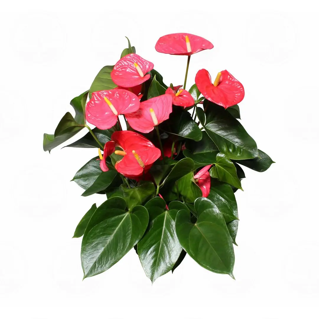 Антуриум Ариса Пинк / Anthurium ARISA PINK купить