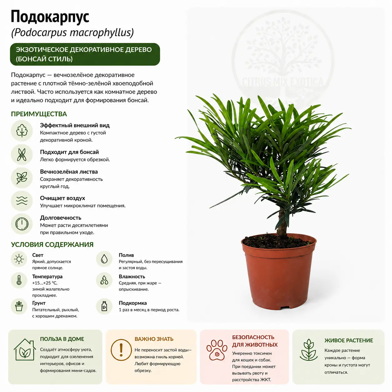 Подокарпус, подокарп, многоплодник / Podocarpus