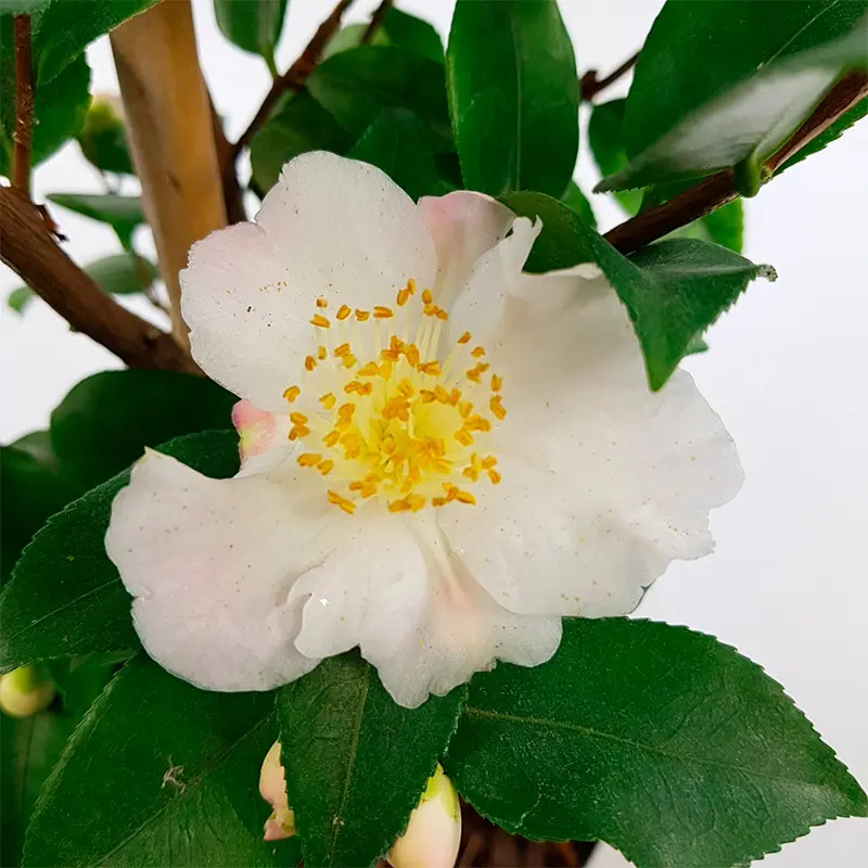 Камелия Винтер Парфюм Пинк / Camellia Winter Perfume Pink купить