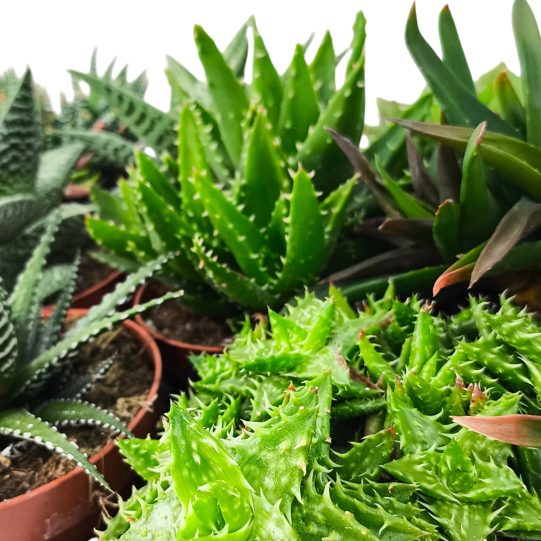 Алоэ Блэк Джем/ Aloe Black Gem купить