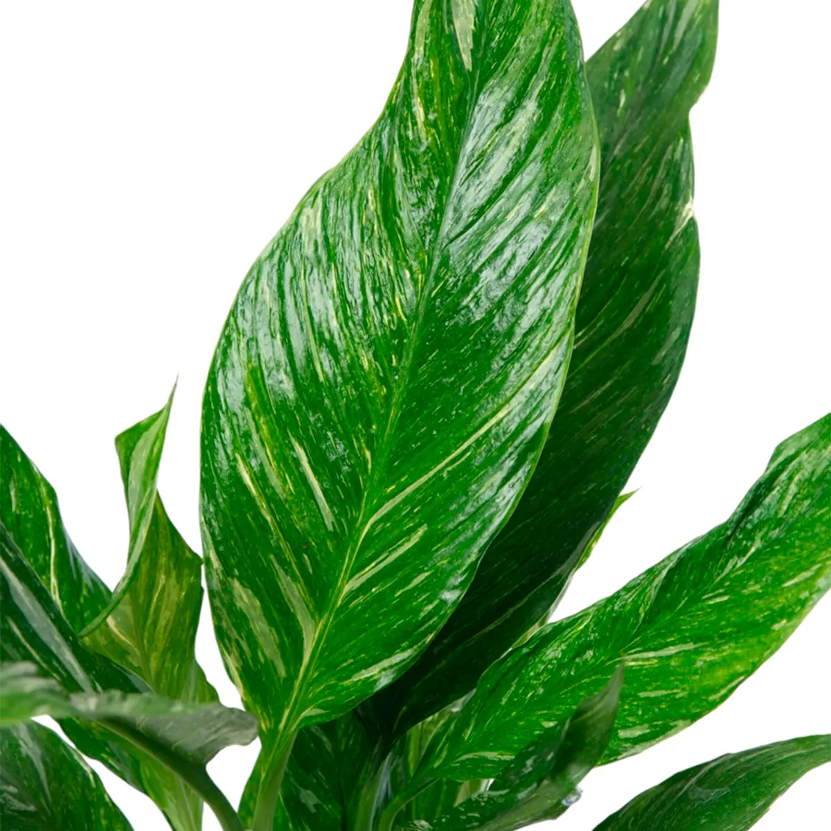 Спатифиллум Даймонд Вариегата (Вариегатный) / Spathiphyllum Diamond Variegata купить