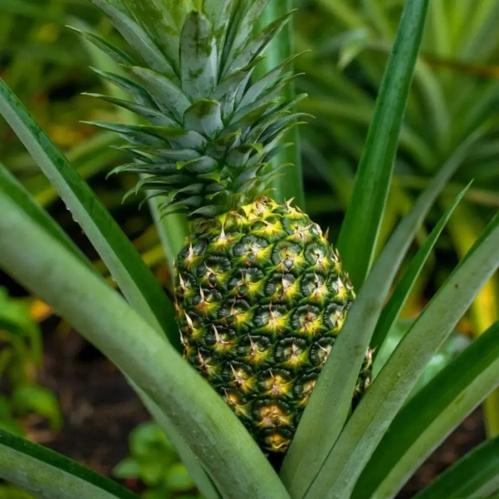 Ананас MB2 / Ananas MB2