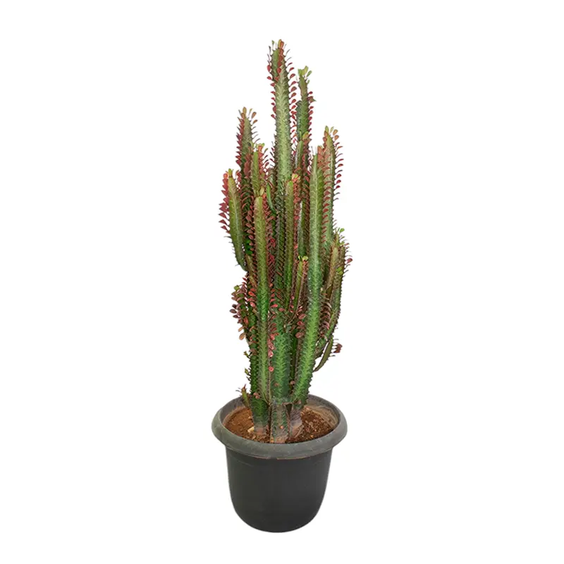 Эуфорбия "Тригона Рубра" / Euphorbia Trigona Rubra купить