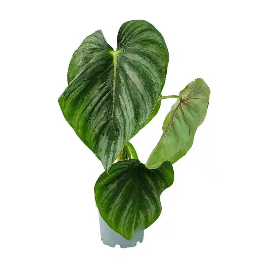 Филодендрон Пастазанум / Philodendron Pastazanum купить