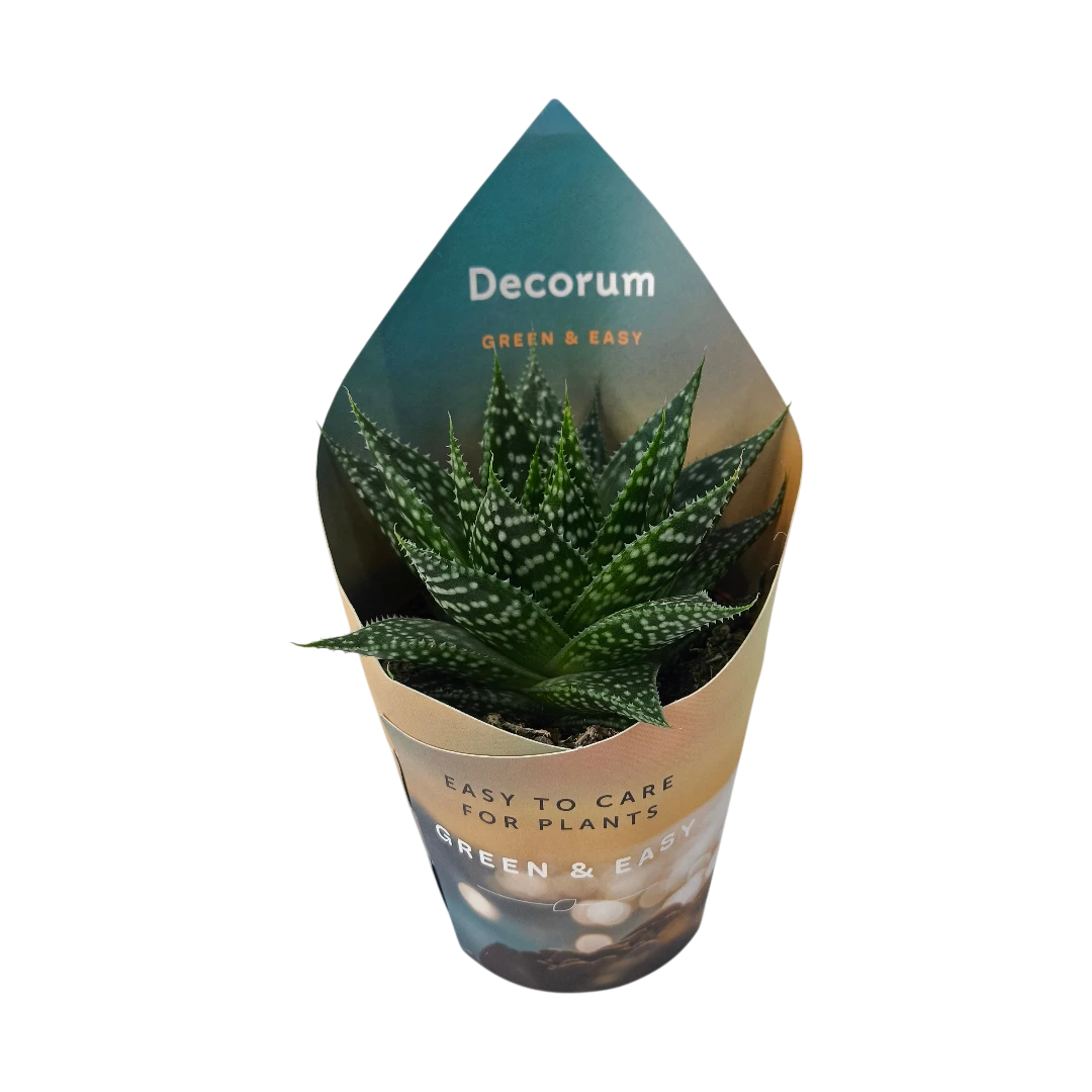 Алоэ микс / Aloë Mix (4spc.) Decorum Potcover купить