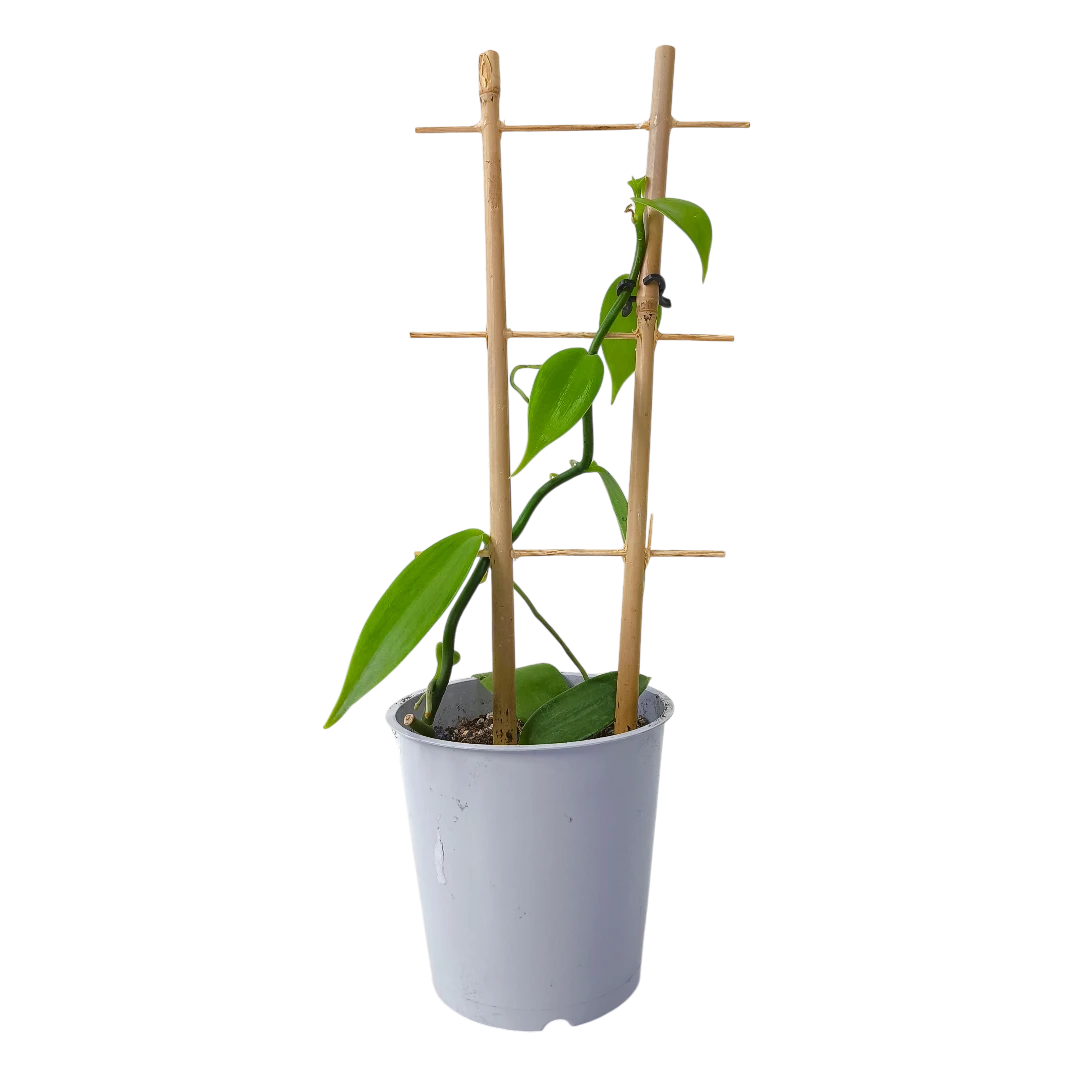 Ваниль плосколистная (орхидея)/ Vanilla planifolia