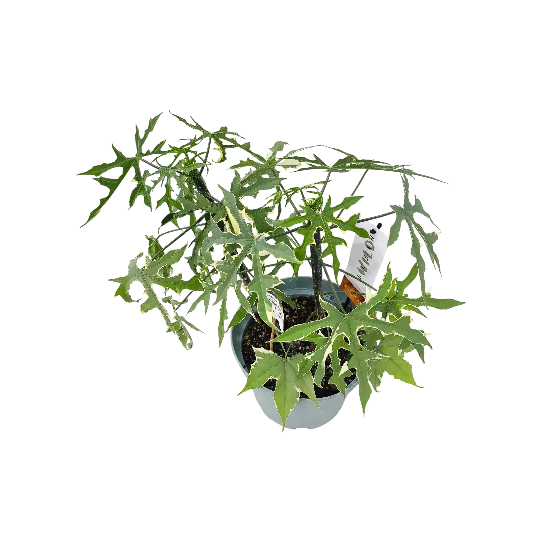 Книдосколус аконитолистный варегатный / Cnidoscolus aconitifolius variegated
