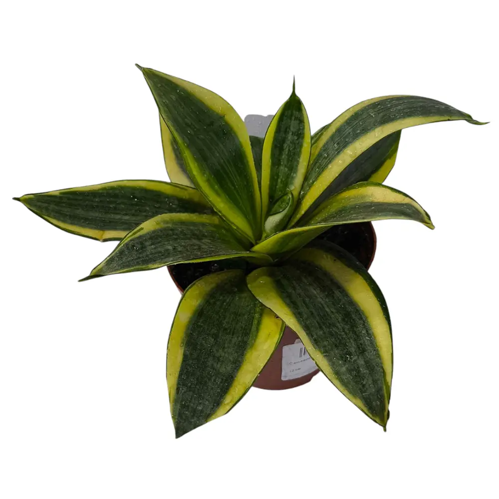 Сансевиерия trifasciata "Golden Hahnii" купить