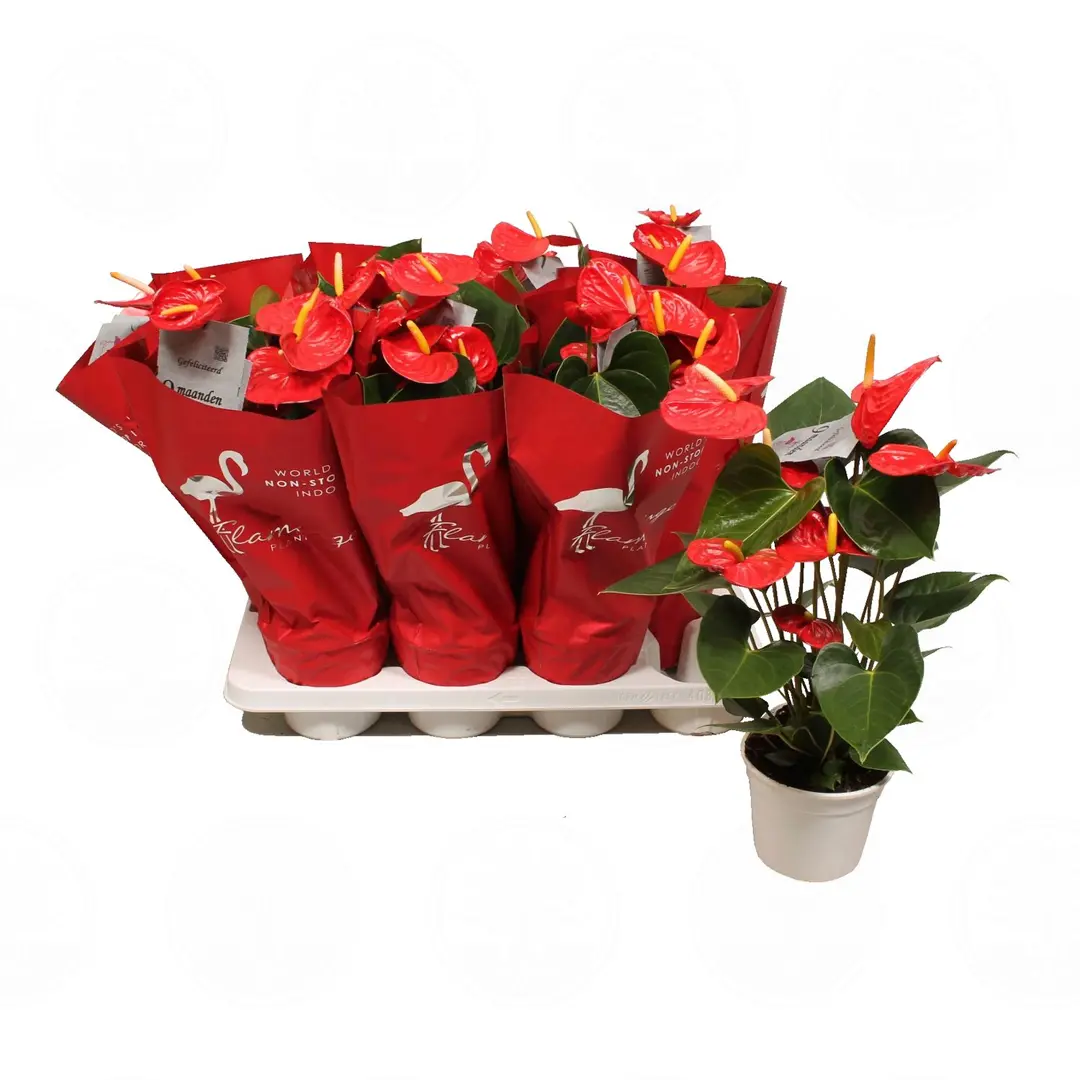 Антуриум Фламинго Петит  Anthurium Flamingo Petit купить