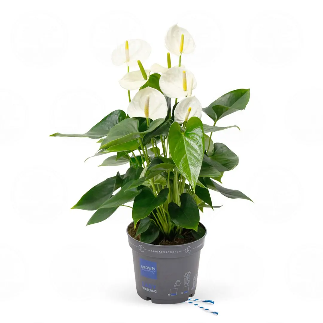 Антуриум Карма Вайт Компакт / Anthurium KARMA WHITE COMPACT купить