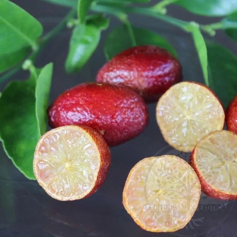 Микроцитрус Блад Лайм / Microcitrus Blood Lime — цитрусовое растение, детальное фото
