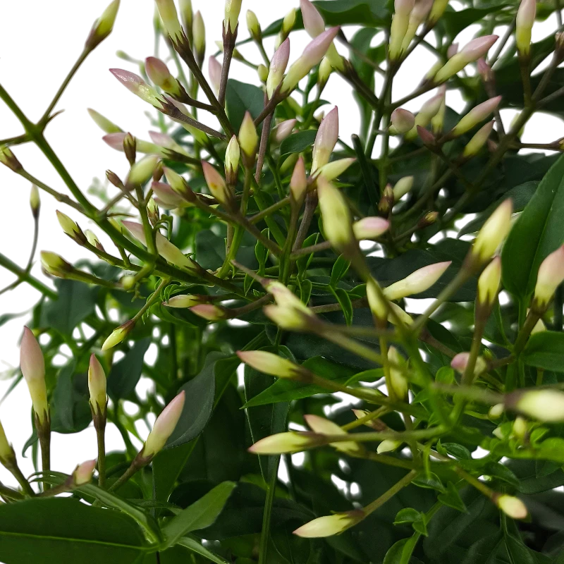 Жасмин многоцветковый /Jasminum Polyantum Wit купить