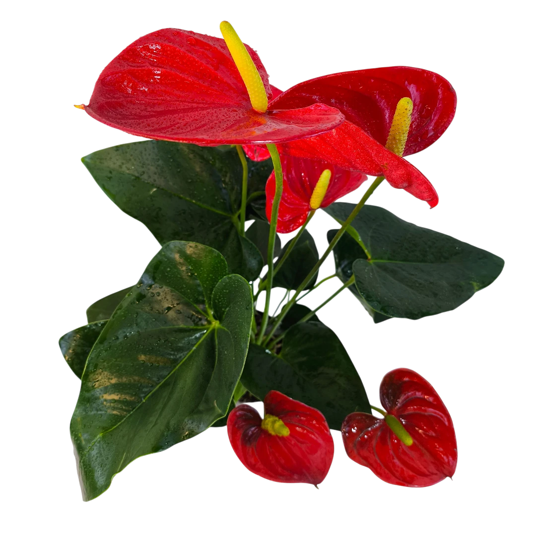Антуриум Андреанум Валера / Anthurium Andreanum Valera купить