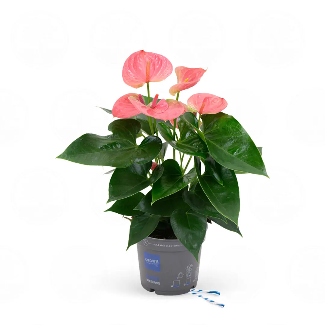 Антуриум Карма Пинк / Anthurium KARMA PINK купить