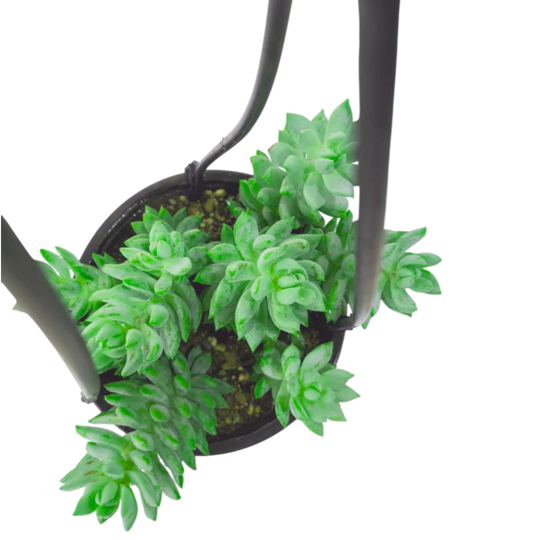 Гибрид седум х седеверия Гарри / Sedum х Sedeveria Harry купить