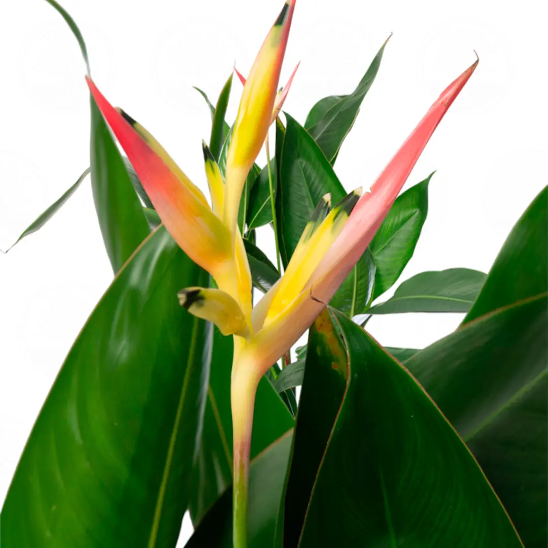 Геликония Гаваи / Heliconia Hawaï купить