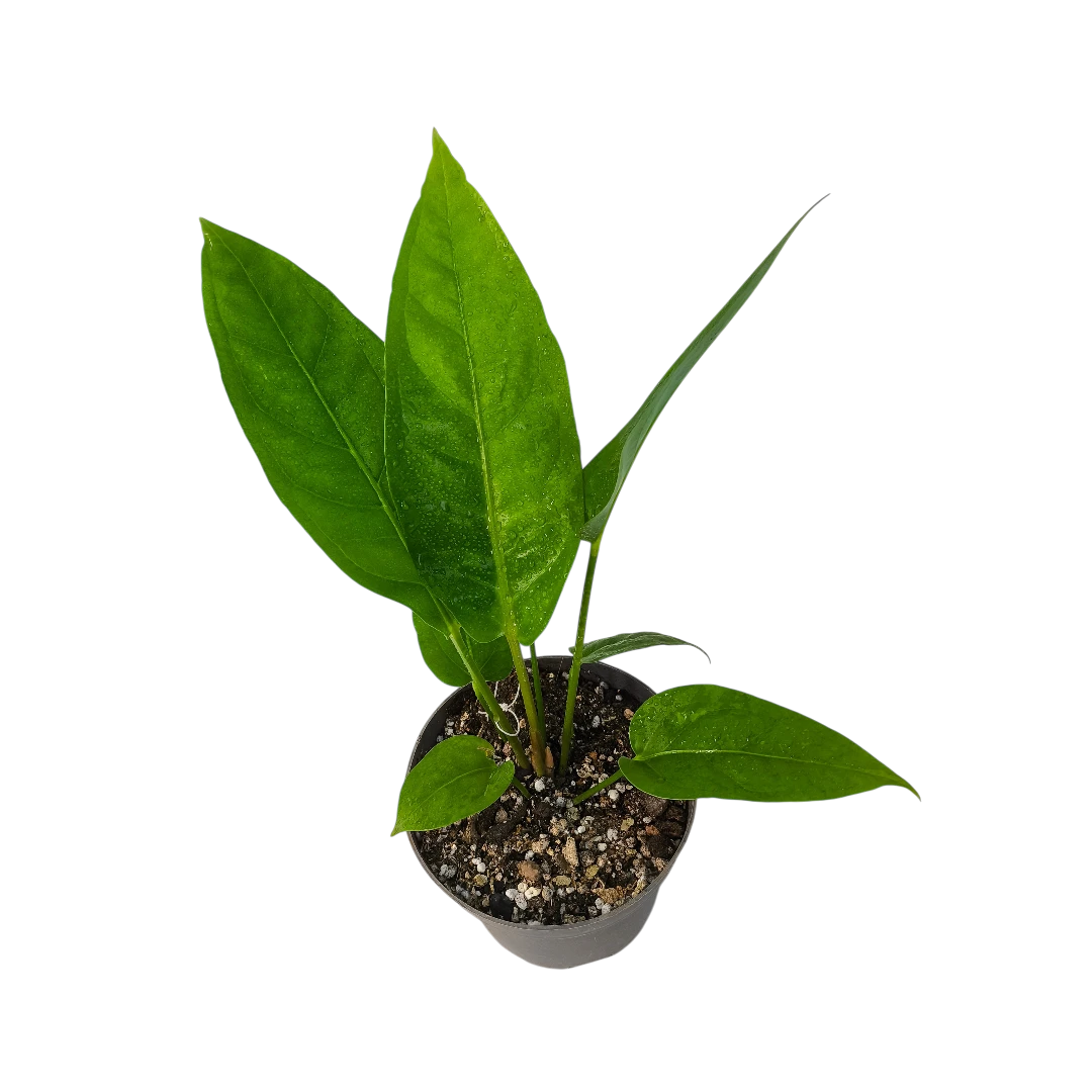 Антуриум «Джангл Кинг»/Anthurium Ellipticum Jungle King купить