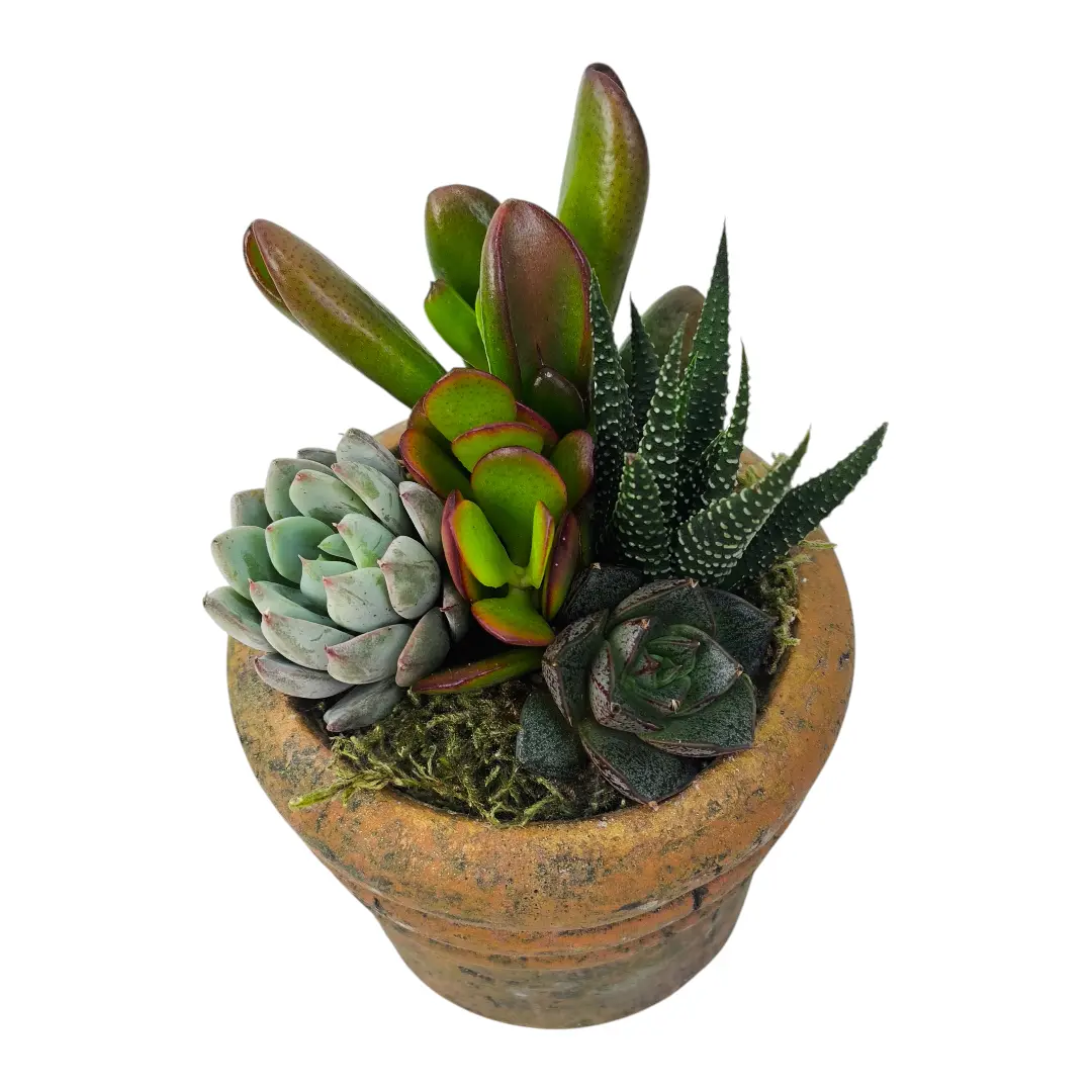 Суккуленты Супер Микс в кашпо/ Mix Succulents купить
