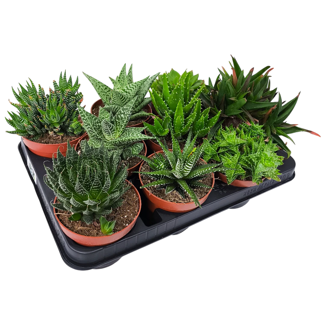 Алоэ Блэк Джем/ Aloe Black Gem купить