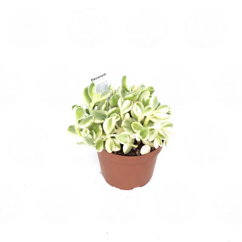 Котиледон "Cotyledon Variegata" купить