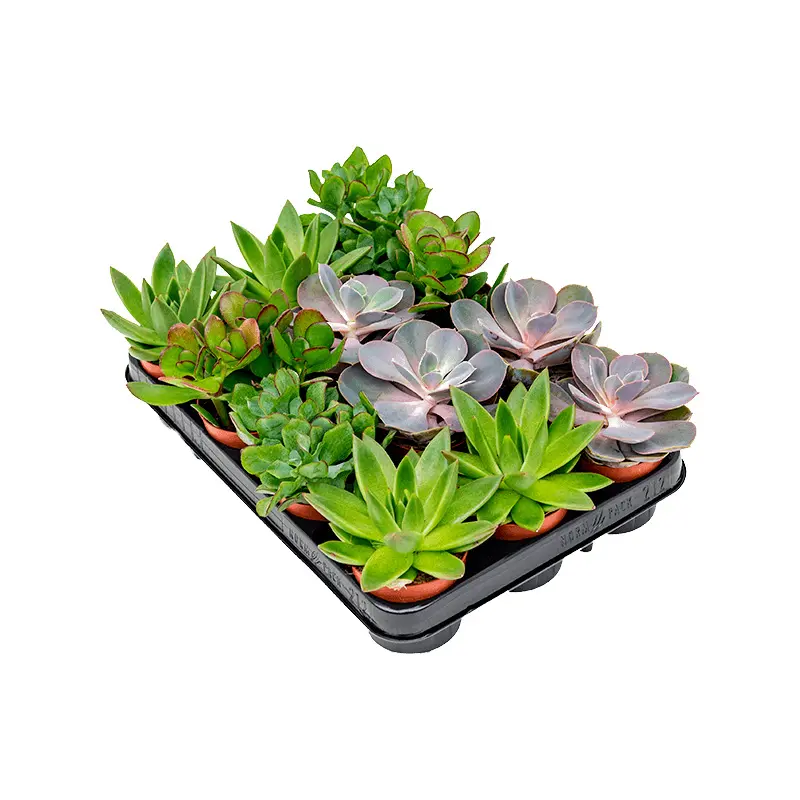 Кактус и Суккулент Микс/ Cactussucculent Mix купить