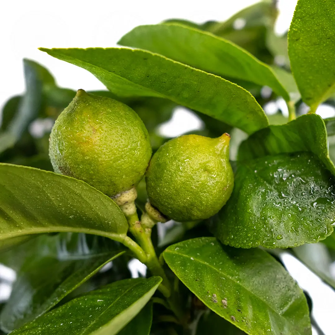 Бергамот Бергамотто / Bergamot Bergamotto — цитрусовое растение, детальное фото
