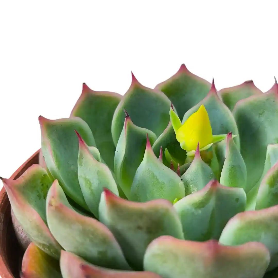 Эхеверия Лау / Echeveria laui купить