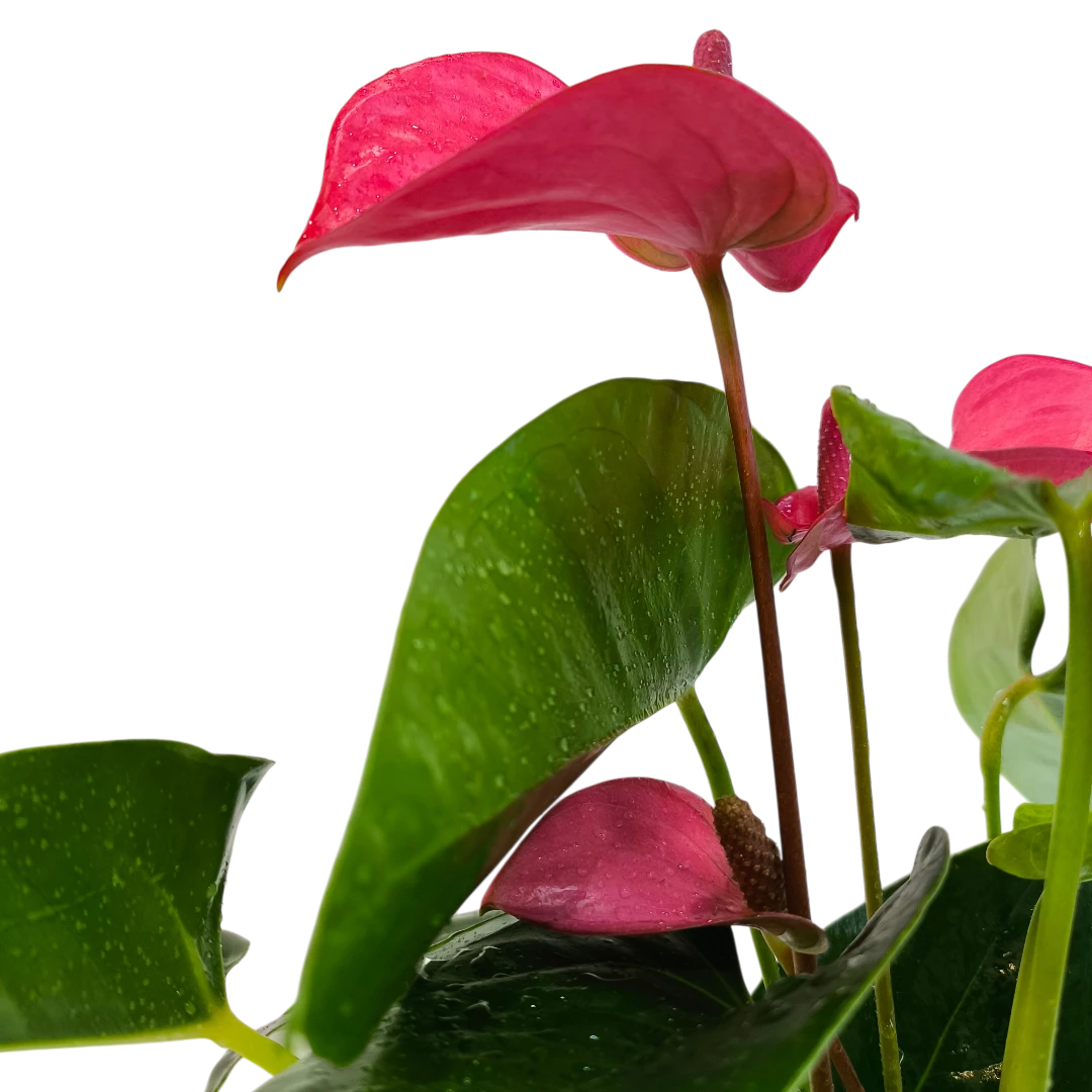 Антуриум Андрианум Пинк Чемпион / Anthurium Andreanum Pink Champion купить
