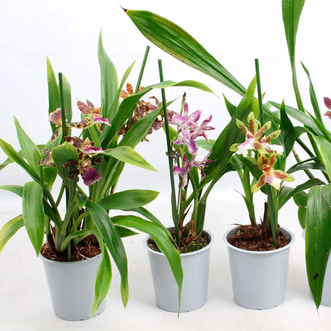 Зигопеталум Лузендорф / Zygopetalum Louisendorf купить