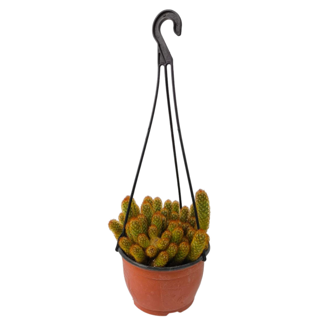 Маммиллярия удлиненная / Mammilaria elongata (подвесная) купить
