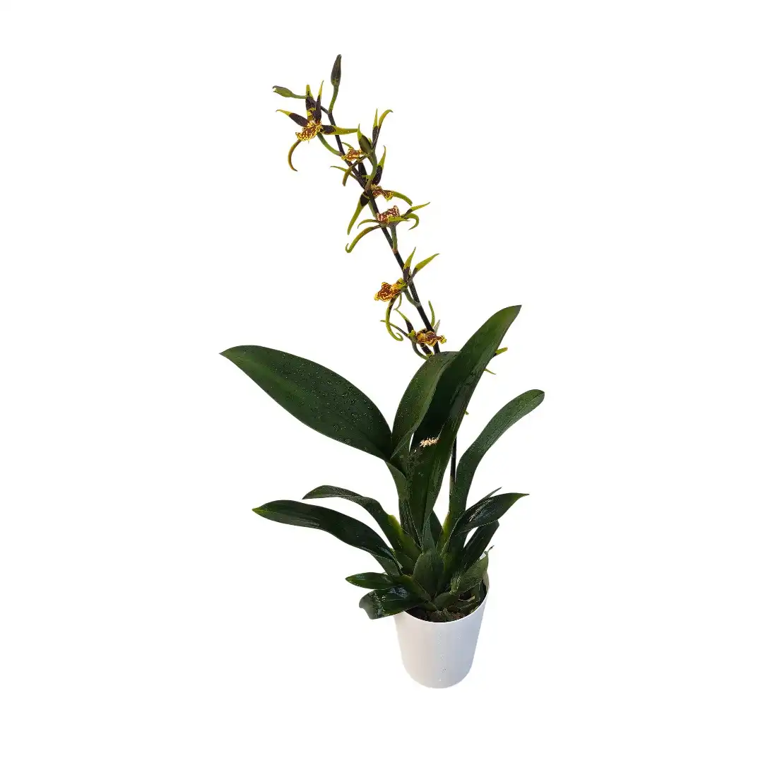 Онцидиум Галлий / Oncidium Hallii купить