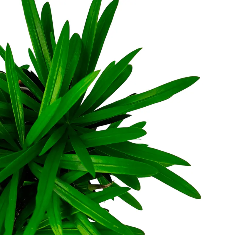 Подокарпус, подокарп, многоплодник / Podocarpus