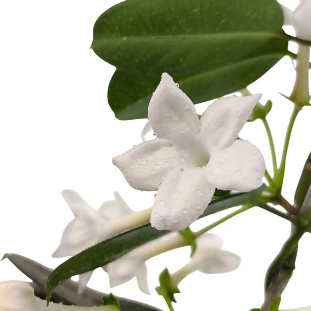 Стефанотис Флер Парфюм / Stephanotis Fleur Parfum 1-2 купить