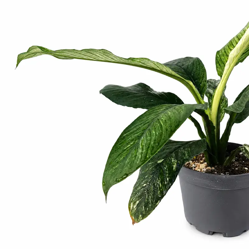 Спатифиллум вариегатный Сенсейшен / Spathiphyllum Sensation купить