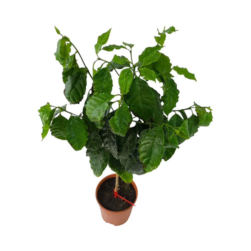 Кофе Арабика Каттура / Coffee Arabica Caturra