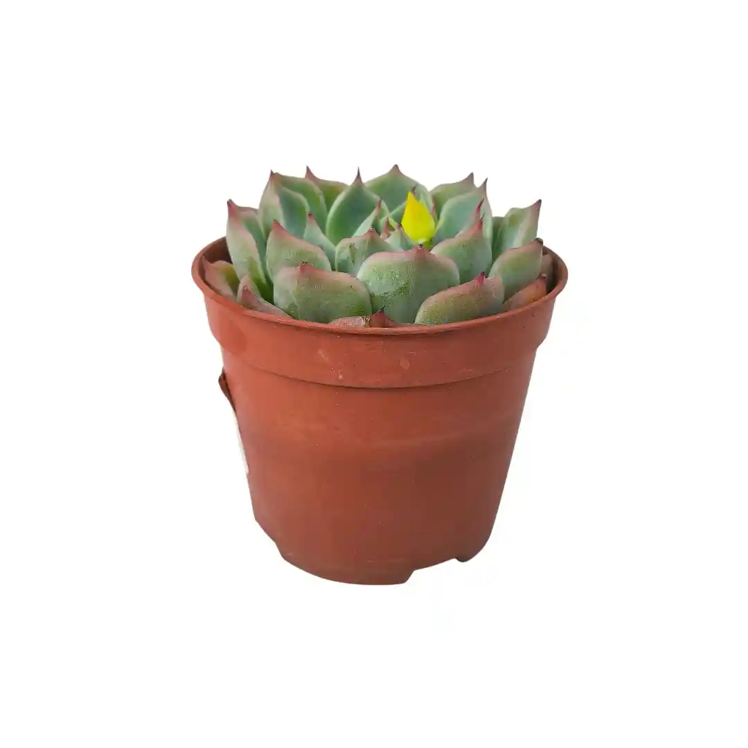 Эхеверия Лау / Echeveria laui купить