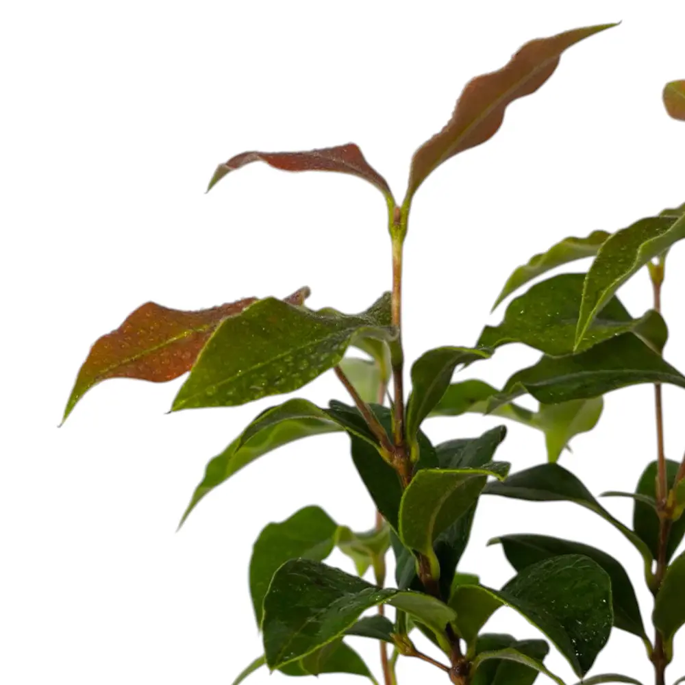 Мирциантес колючий / Myrcianthes pungens