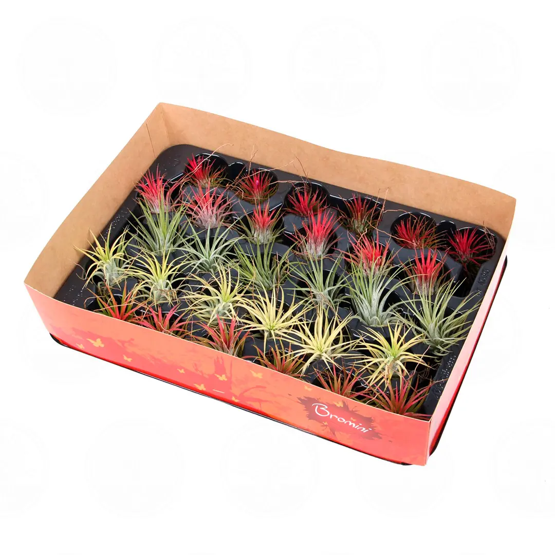 Тилландсия атмосферная / Tillandsia cyanea купить