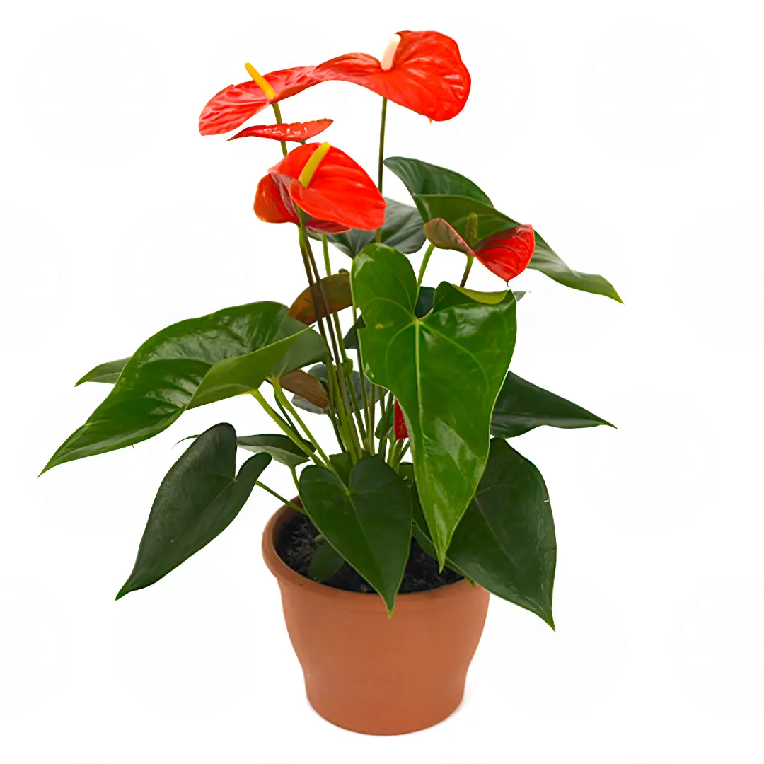 Антуриум Орандж Чампион / Anthurium ORANGE CHAMPION купить