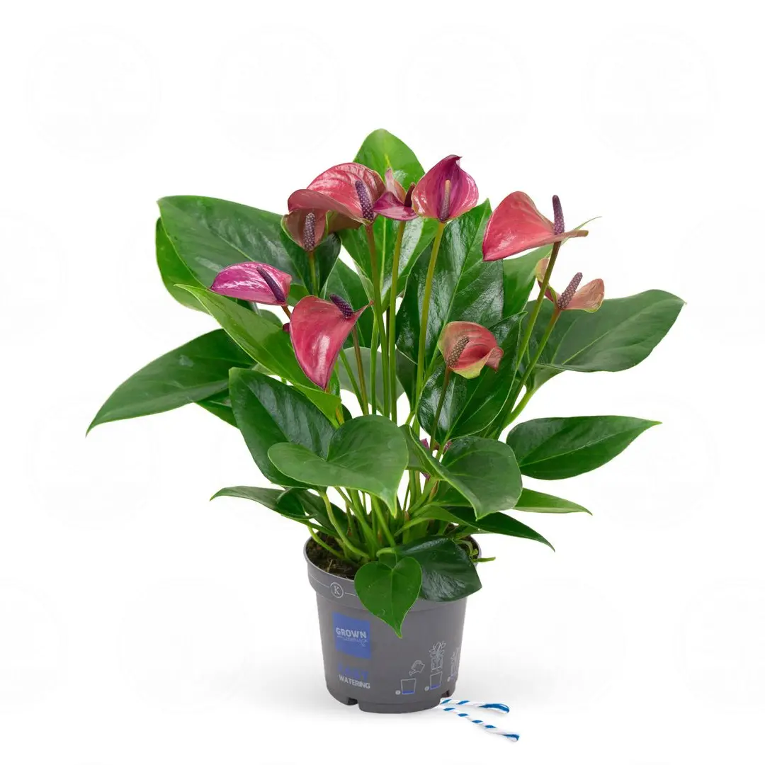 Антуриум Карма Пёрпл / Anthurium KARMA PURPLE купить