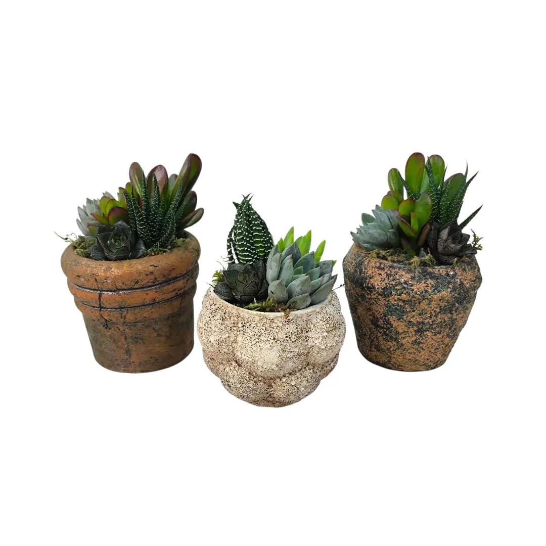 Суккуленты Супер Микс в кашпо/ Mix Succulents купить