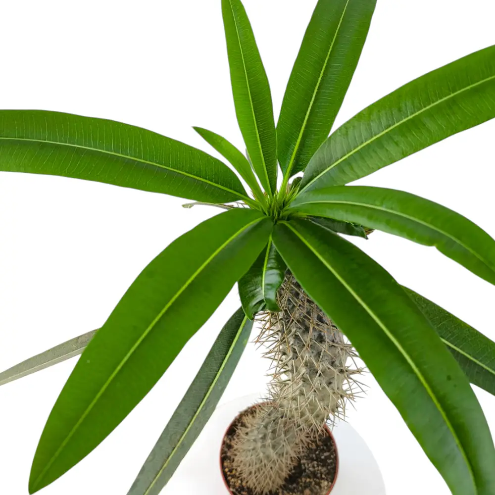 Пахиподиум / Pachypodium  Lamerei купить