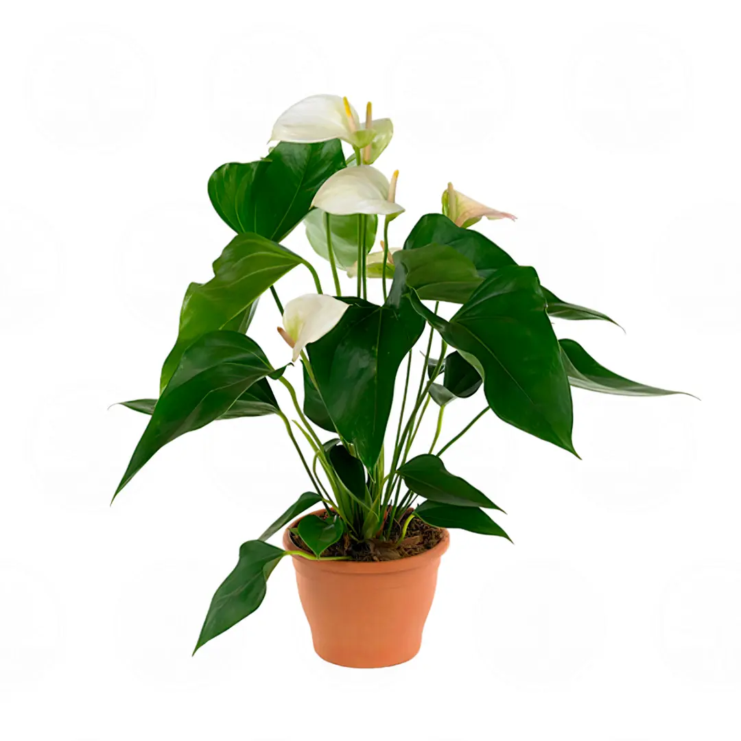 Антуриум Фламинго Вайт / Anthurium Flamingo White купить