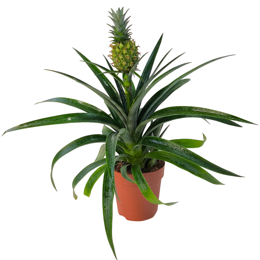 Ананас Ми Амиго / Ananas Mi Amigo