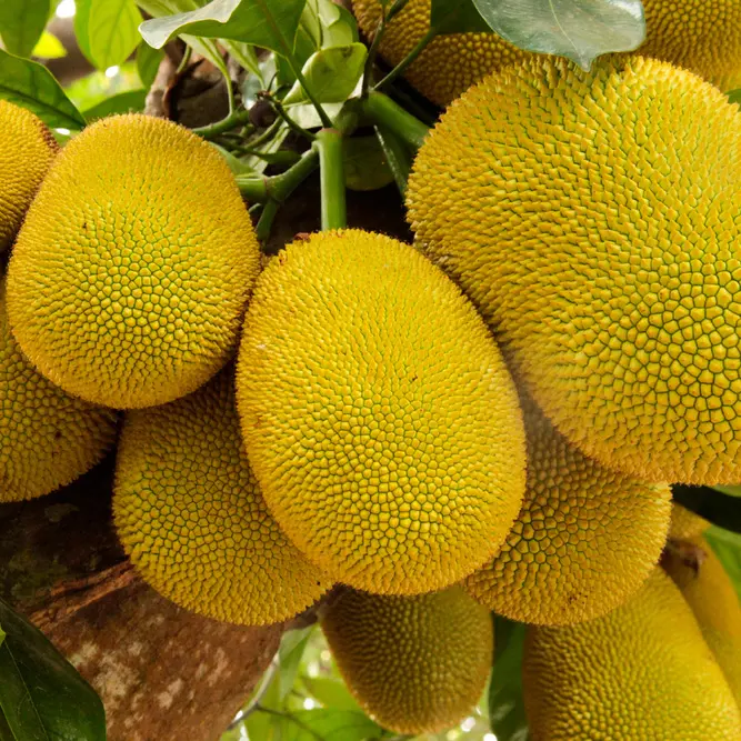 Джекфрут / Artocarpus heterophyllus