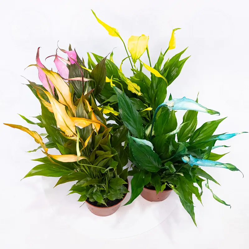 Спатифиллум Чопин / Spathiphyllum Chopin купить