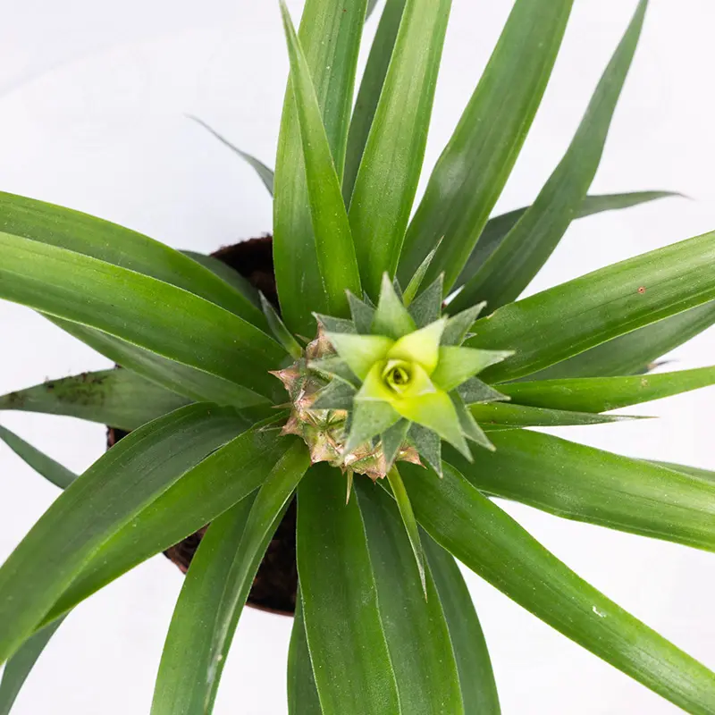 Ананас / Ananas