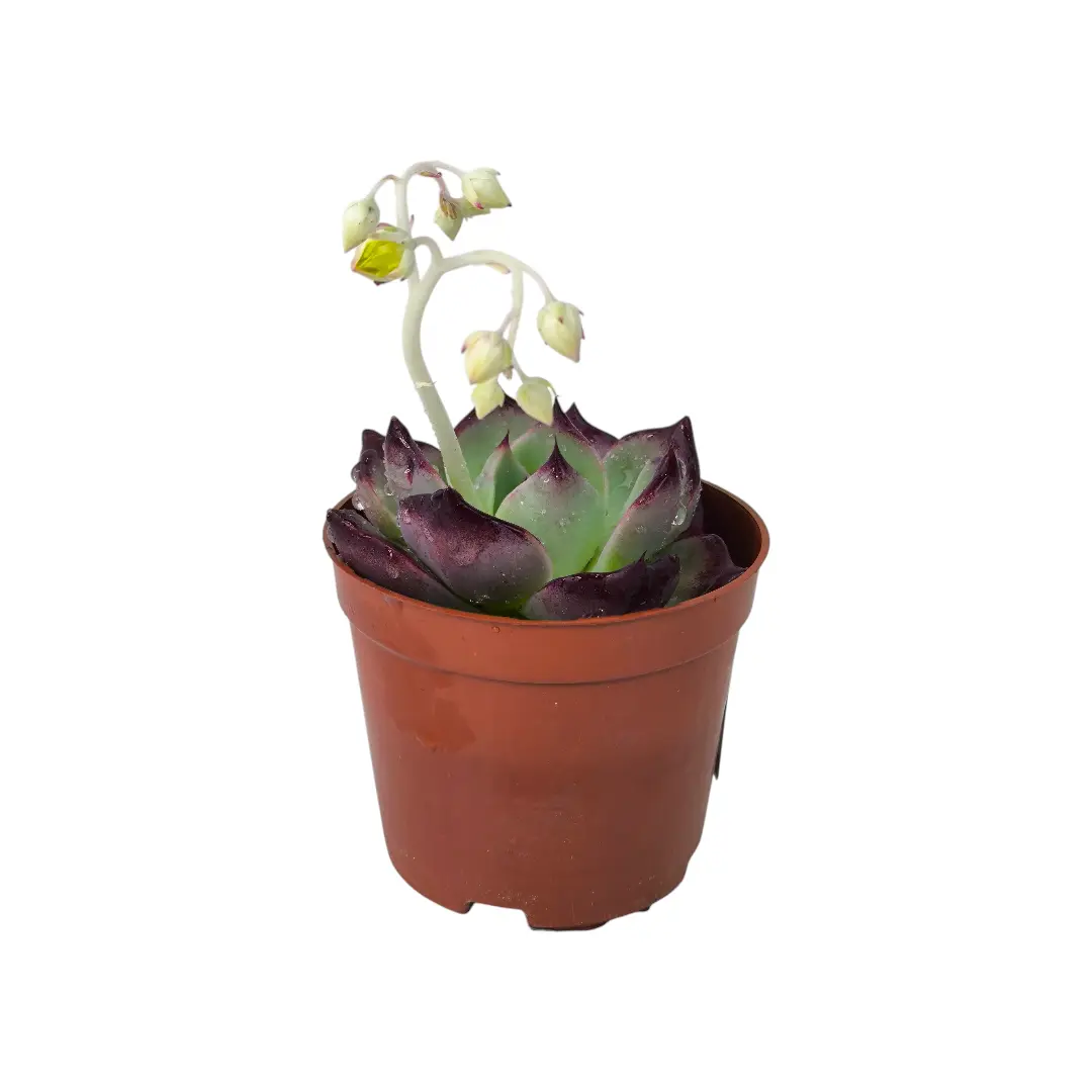 Эхеверия Агавовидная / Echeveria Agavoides купить
