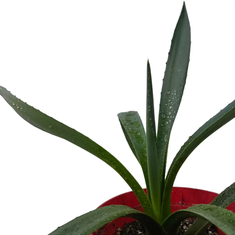 Алоэ Хелен / Aloe helenae купить
