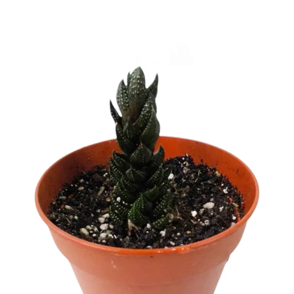 Хавортия микс / Haworthia Pumila African Pearl купить